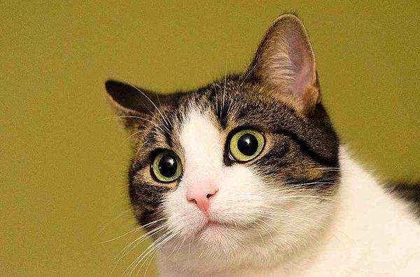 cat-828185_960_720.jpg