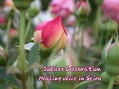 28182.jpg