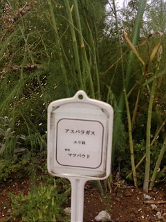 asupara.jpg