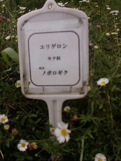 erigeron.jpg
