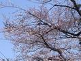 sakura1.jpg