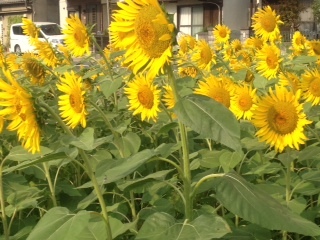 2012.8.10-2.jpg
