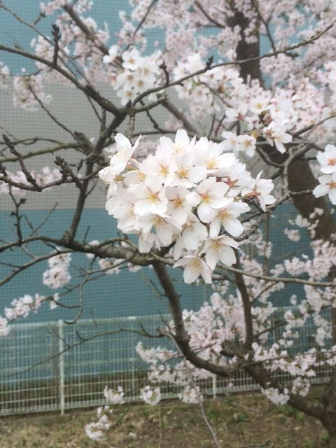 景子ちゃんの桜写真