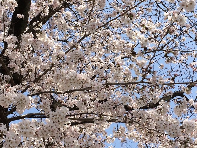 桜2015-2