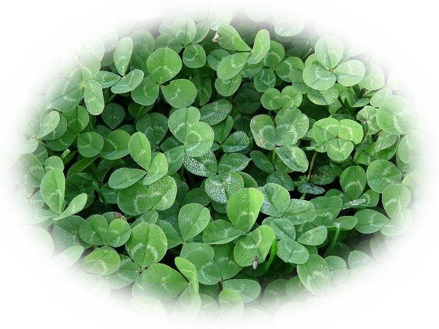 clover3.jpg